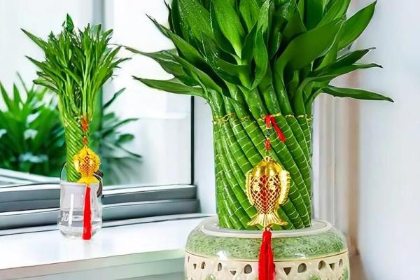 招财旺运，家居风水必备神器