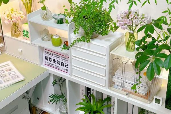 五行属木植物的特点与种类