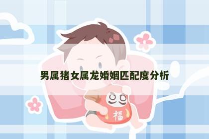 男属猪女属龙婚姻匹配度分析